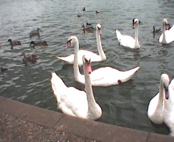 Schw&auml;ne an der Themse